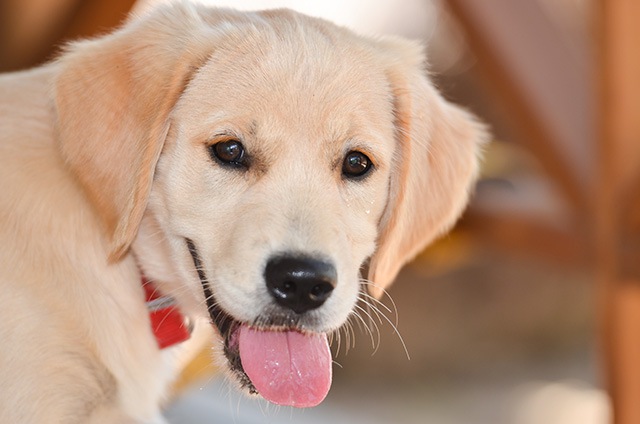 犬の避妊・去勢について考えてみよう！それぞれのメリット・デメリット