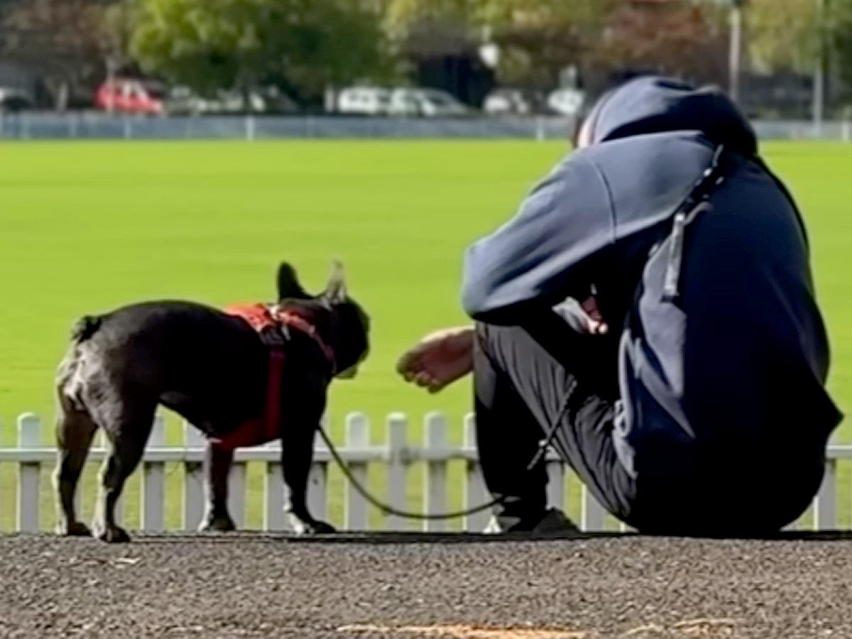 おばあちゃんが亡くなり１週間の緊急帰国→犬と離れ離れになり…涙あふれる『再会の瞬間』とまさかの変化が26万再生「泣けた」「寂しかったね」