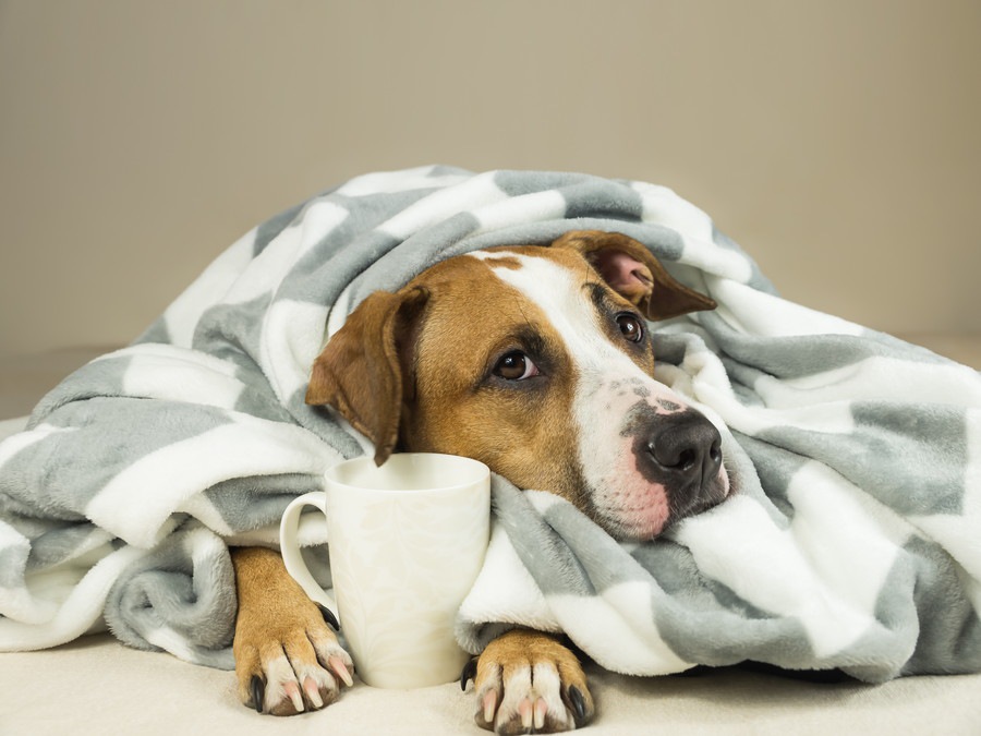 犬に烏龍茶を飲ませても大丈夫？