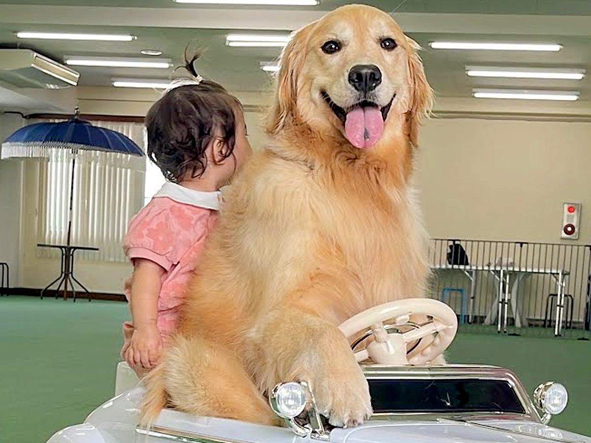 1歳の女の子が車の乗り物で遊んでいたら、大型犬が…『絶対に離れたくない』尊すぎる姿が37万再生　あまりにも平和な光景に反響