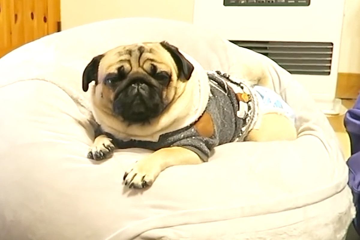 イタズラで『犬の鳴き真似をした』結果→くつろいでいた犬が、想像以上に驚き…表情豊かな『リアクション』が16万再生「お目目がｗ」「笑った」