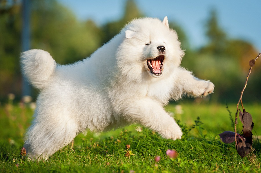 警戒心が強いと言われている犬種５選