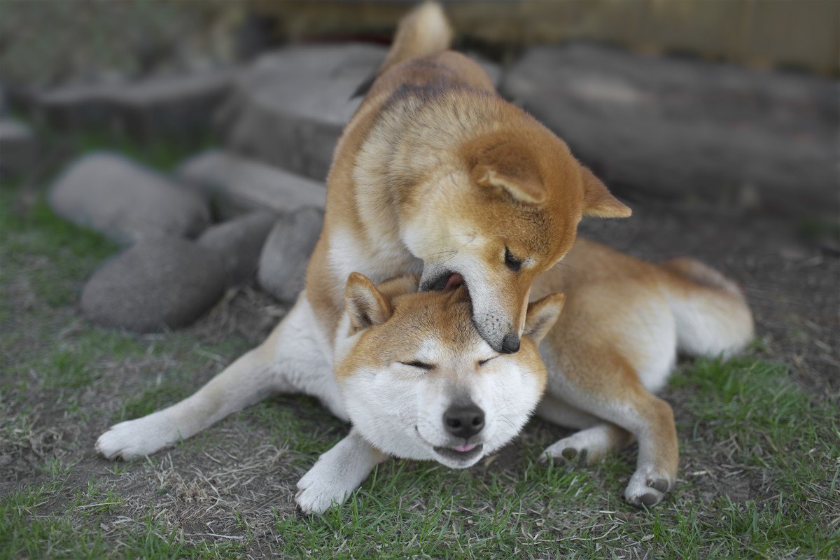 犬同士の仲が悪い…4つの理由と改善する方法を解説