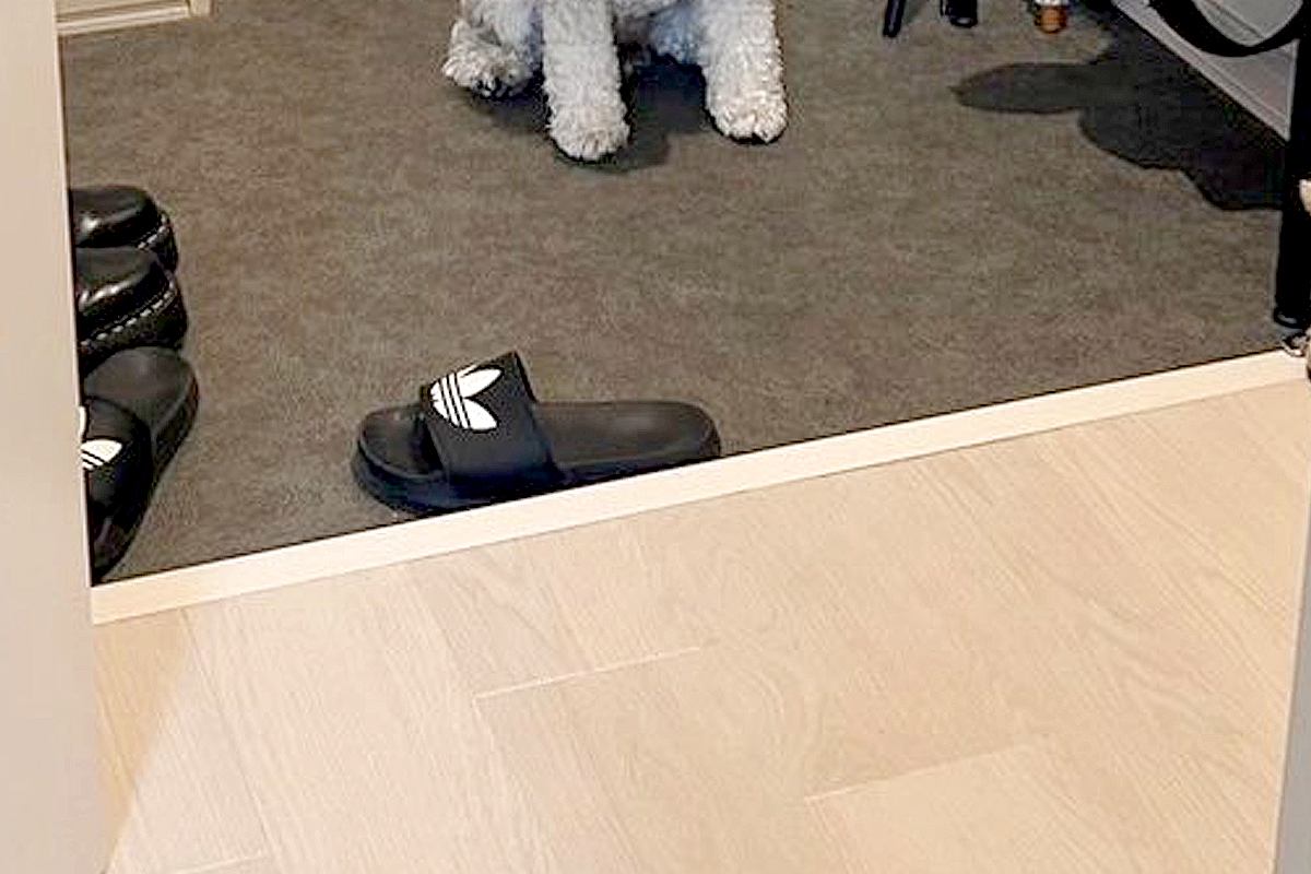 家に遊びに来た友人→犬が『帰るのがイヤ』と駄々をこねて、玄関で…まさかの『わかりやすい表情』に6万いいね「強い意志を感じるｗ」「可愛い」