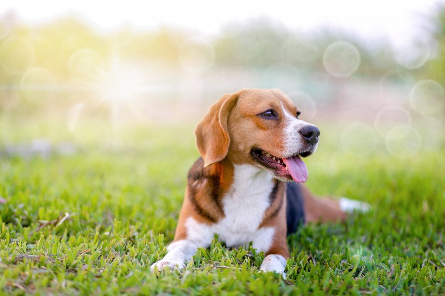 犬には『苦手な色』がある？！好きな色や嫌いな色について解説