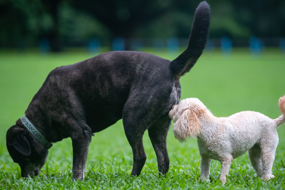 犬が飼い主の『おしりを嗅ぐ』心理4選　執拗にニオイを嗅いでくる理由や注意点まで