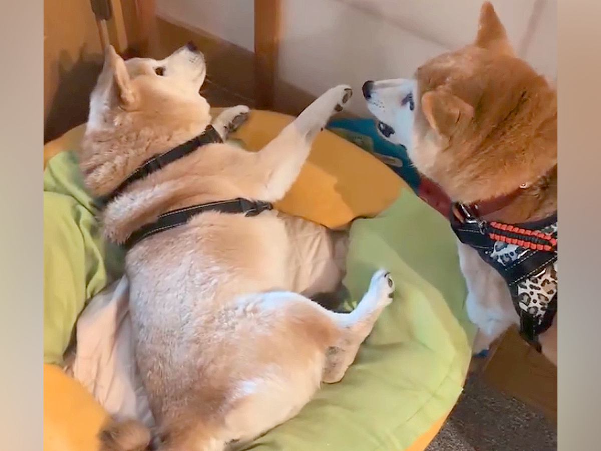 朝、眠っていた『16歳のおばあちゃん犬』を散歩に誘うワンコ→あまりに雑すぎる『起こし方』に40万再生の反響「ワイルドで草」「柴犬の性分」