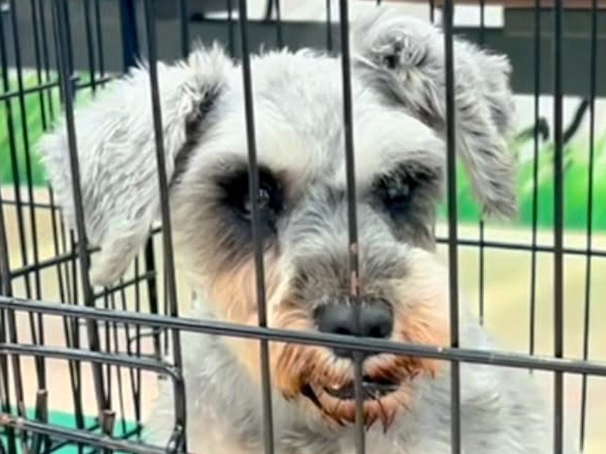 譲渡会に参加した元繁殖犬→誰からも声がかからず、募集期間がどんどん過ぎ…涙が止まらない『まさかの出会い』が75万再生「グッときた」と反響