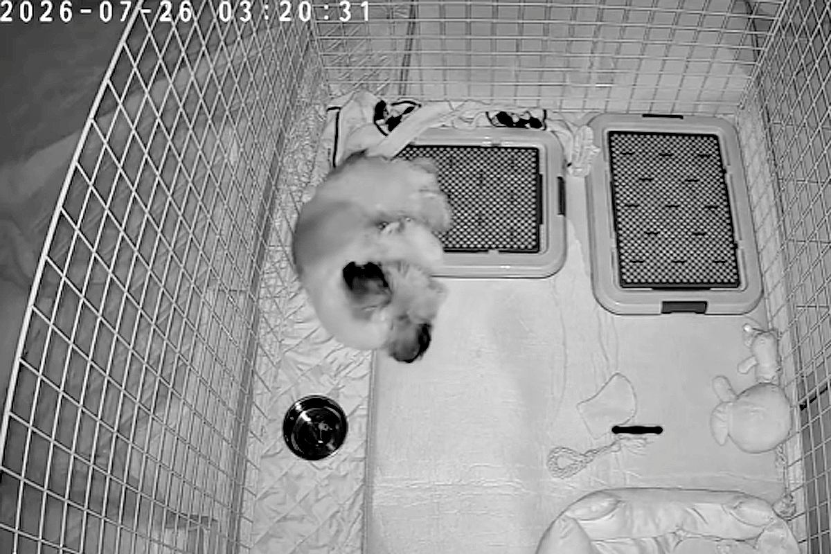深夜3時、寝ている犬の様子をカメラで撮影してみた結果→お水のお皿に頭を…予想外だったハプニングが15万再生「帽子で草」「プハッｗｗ」