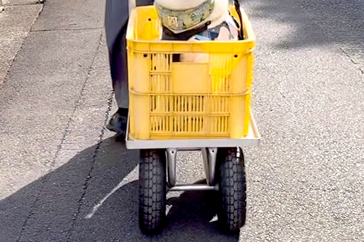 お盆、おじいちゃんおばあちゃんの家に来た犬→帰り際には『台車』に乗って…幸せ過ぎる『VIP待遇』が27万再生「お殿様ｗ」「ご満悦で草」
