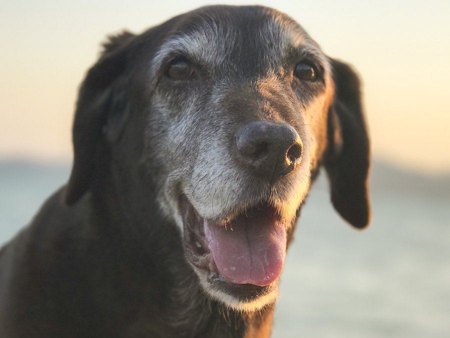 犬の成長過程！子犬～シニア犬になるまでの身体の変化