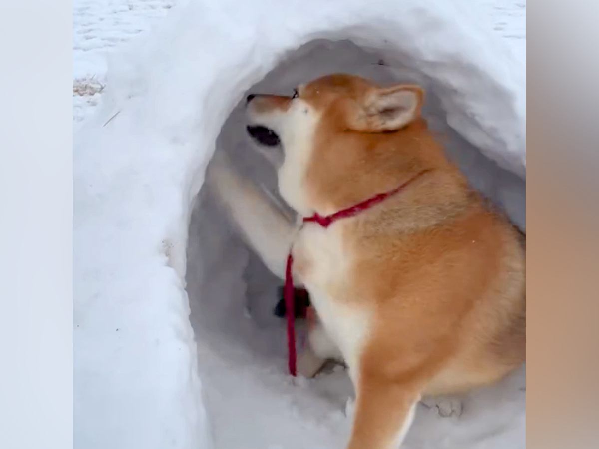 雪が降ったので外に出たら、犬がかまくらを作り…勢いが凄すぎる『職人のような光景』が101万再生「トンネル掘れそうｗ」「最高に可愛い」