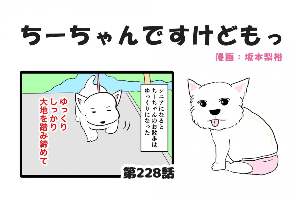 ちーちゃんですけどもっ【第228話】「シニア犬のお散歩」