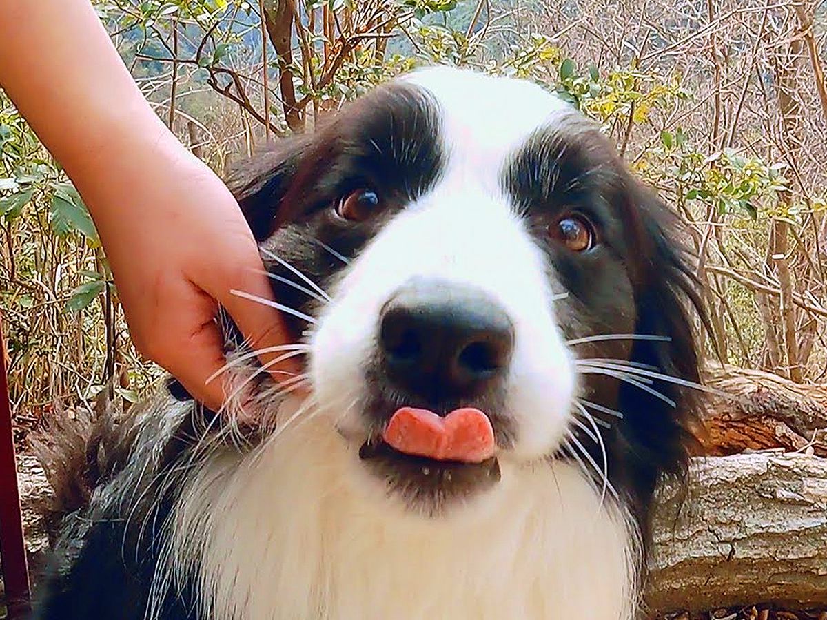 犬たちと一緒に『登山してみた』結果…飼い主を気遣う『まさかの行動』が優しすぎると31万再生「体力どうなってるの？ｗ」「心強い」と絶賛