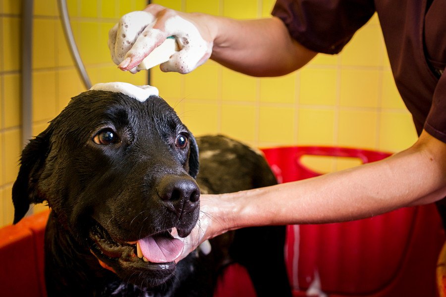 犬の世話に疲れた時に頼れるサービス３つ