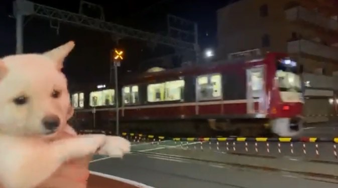 「夜の電車は怖ーいっ！」ジタバタしちゃう豆柴パピーが可愛すぎ