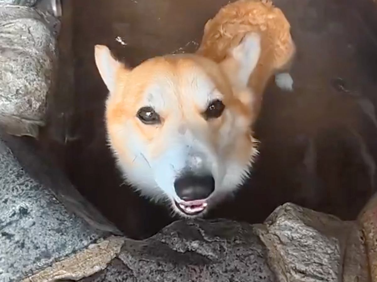 知らないおじいちゃん『近くに犬が入れる温泉あるんだよ』→まさかの『微笑ましすぎる展開』に4万いいね「良い出会い」「素敵な話」と反響