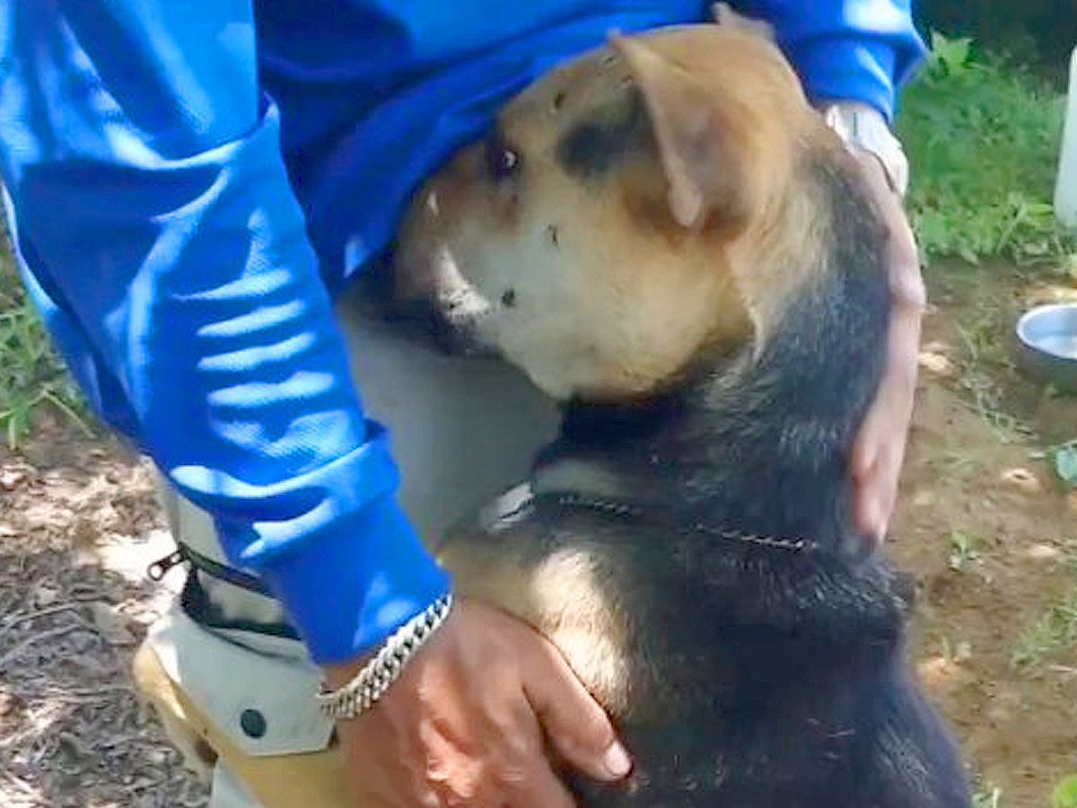 『放っておけば処分される犬』を保護→たった2日目で…想像もできなかった『泣ける光景』に反響「初めて見た」「どうか幸せになって」と感動の声