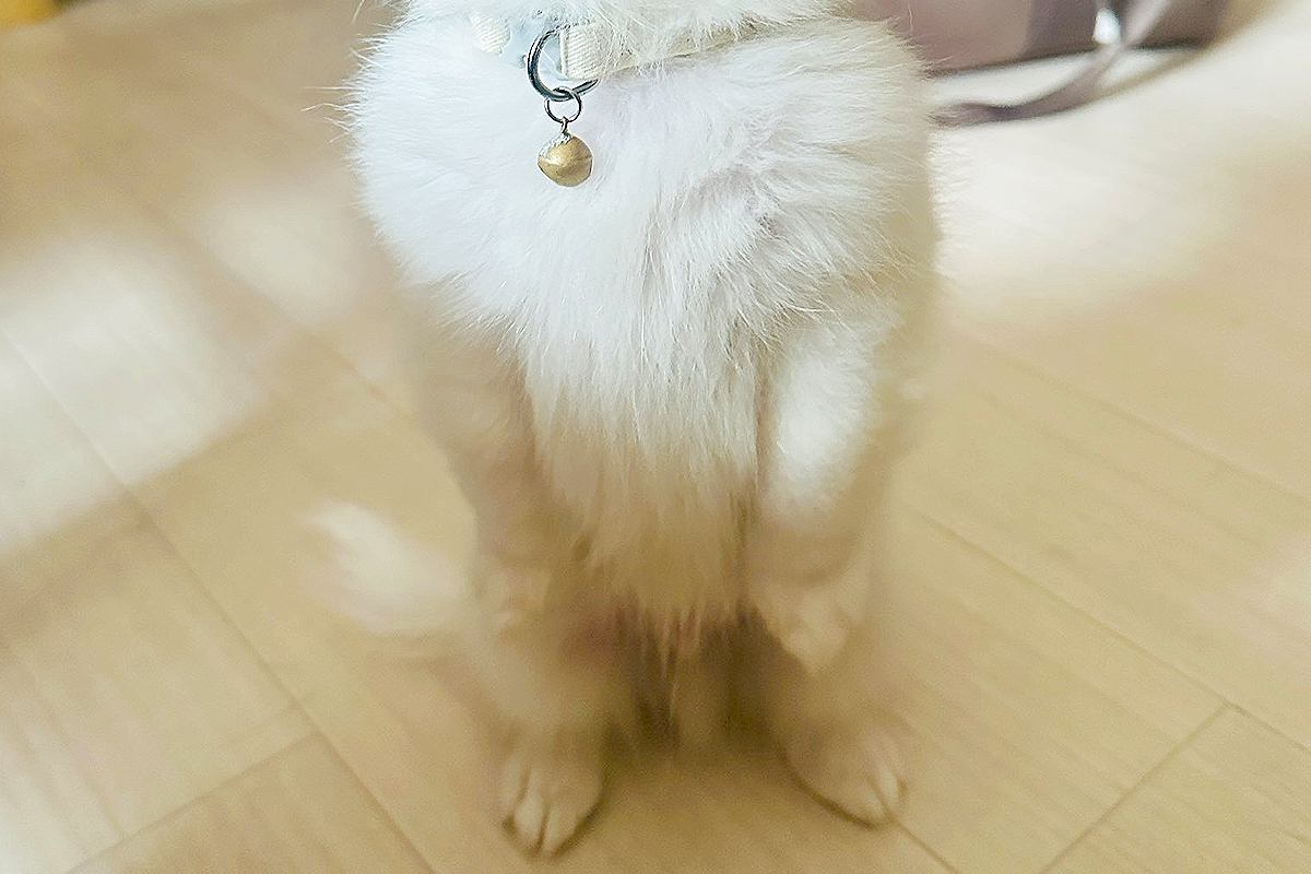 病院で注射をした赤ちゃん犬→『怖がってしまうかな』と思ったら…アニメのような『余裕の表情』に1万いいね「トムジェリすぎる」「か、かわいい」