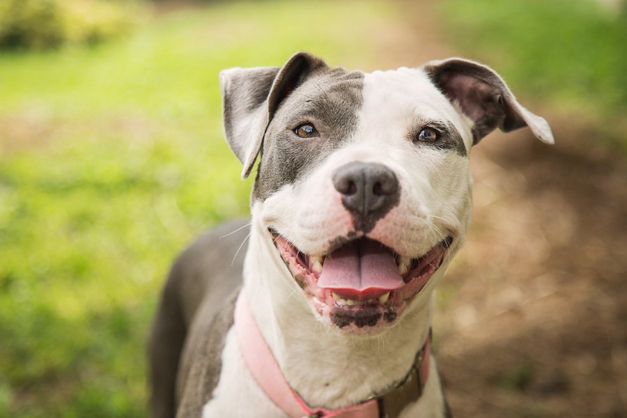 犬の攻撃的な行動と腸内環境に相関関係が発見された！【研究結果】