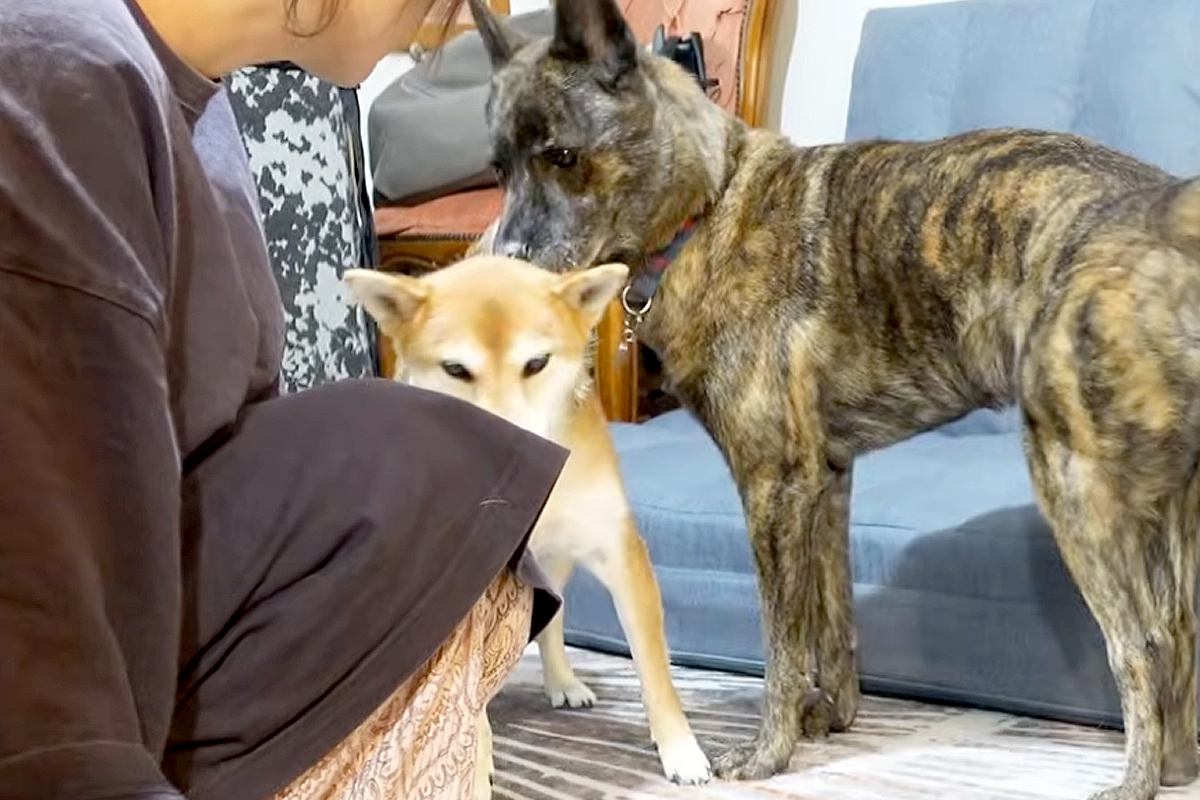 犬がカーペットにイタズラしたので、叱った結果→姉犬が『怒らないで！』と庇いにきて…優しさ溢れる行動に反響「なんて妹想い」「感動しました」