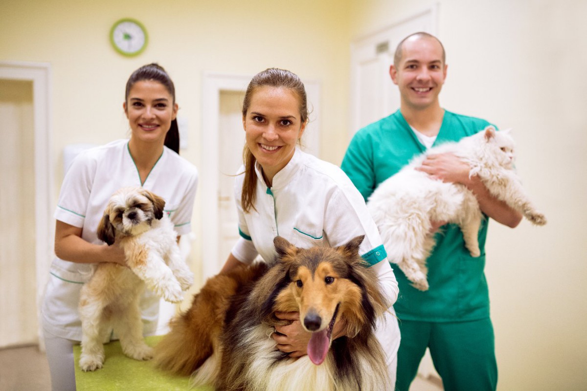 多剤耐性菌が人間と犬や猫の間で感染する可能性についての研究結果
