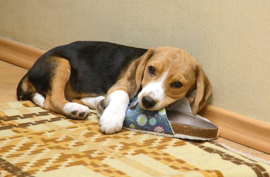 多頭飼いに向いていない犬の特徴３つ