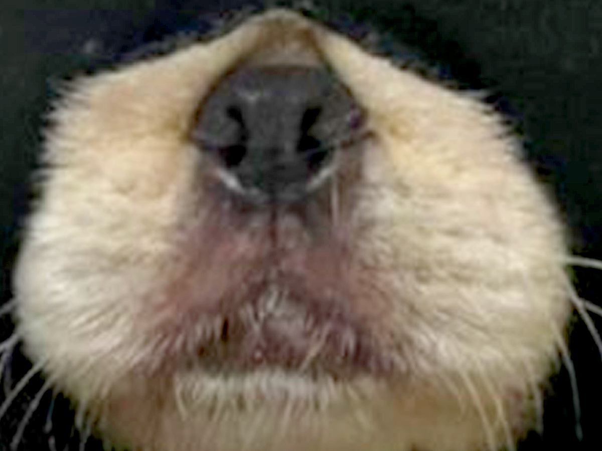 生後6ヶ月の子犬が『やけに静かだな』と思って見てみたら…予想を上回る『まさかの状況』に1万いいね「ハロウィン意識ｗ」「容疑者確保で草」