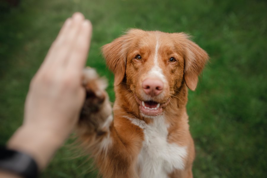 犬に芸を教えることは必要なの？必ず覚えさせるべき？