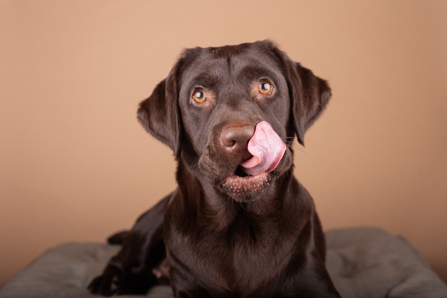 犬の年齢は見た目でわかる？犬の年齢を見分ける５つのポイント