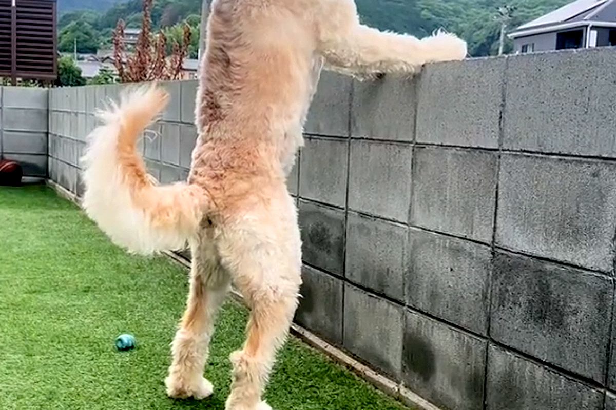 塀から外を眺める大型犬→まるで『おっさん』のようで…見つけたら思わず二度見する光景が29万再生「通行人びっくりするｗ」「たまらん可愛さ」