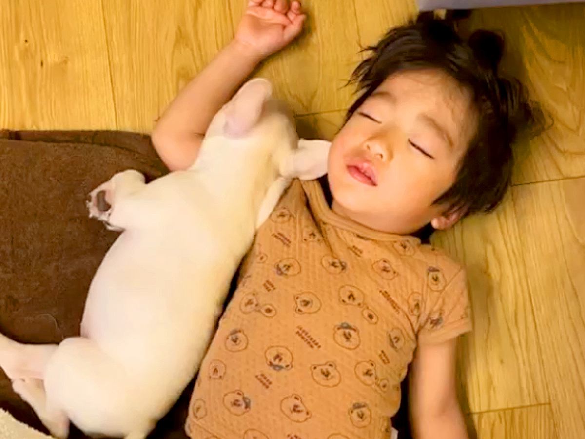 寝ている男の子に『赤ちゃん犬』が近づいて…涙が出るほど尊い『本当の兄妹のような光景』が22万再生「見てるだけで幸せ」「めちゃ可愛い…」