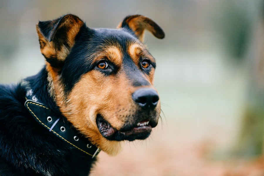 愛犬が飼い主を守ろうとするときの行動３つ