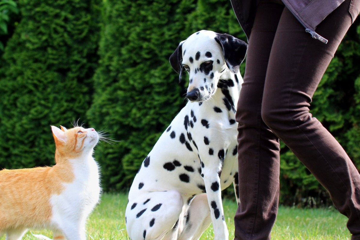 犬が「嫉妬」している時の態度や行動5つ！どういう時にするの？対処法は？