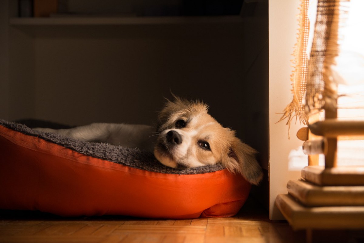犬の変形性関節症が夜間の休息に及ぼす影響【研究結果】