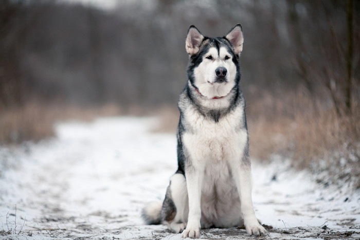 アラスカンマラミュートの値段はどのくらい？子犬の価格や初期費用について解説