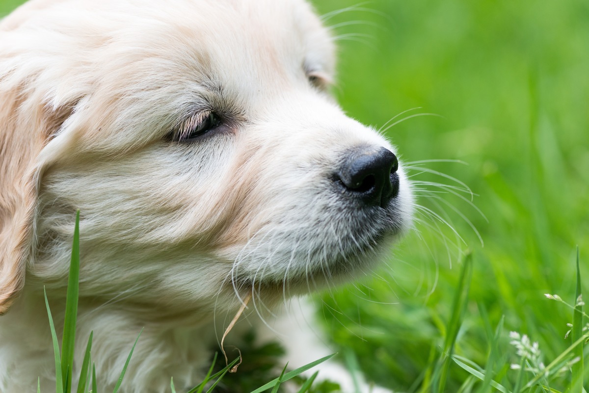 『愛犬の死に向き合うためにも知って欲しい』ペットロスについて