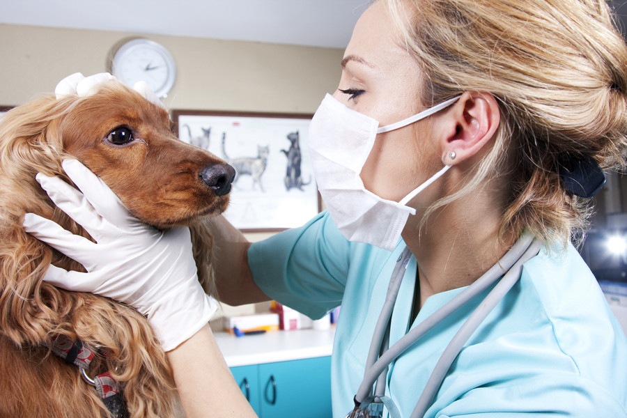 犬の口臭が気になる時にやりたい2つの対策