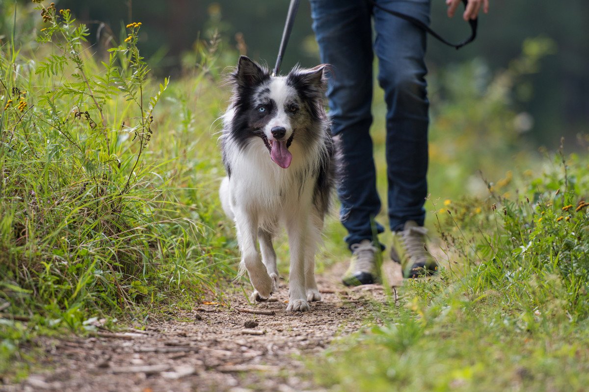 犬の『欲求不満』を解消させる方法3つ　放置すると危険な理由から日常ケアのコツまで