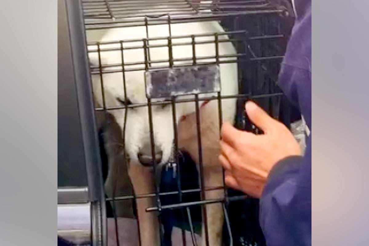 9年前、保護されていた犬を家族としてお迎えした結果…14歳になった『現在までの記録』が泣けると話題「感動をありがとう」「涙が出てきた…」