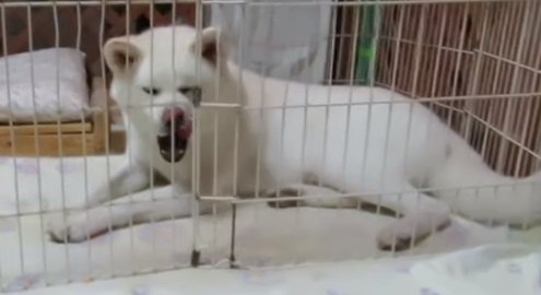 秋田犬ゆうき、ママの抱っこから華麗に逃げるの巻