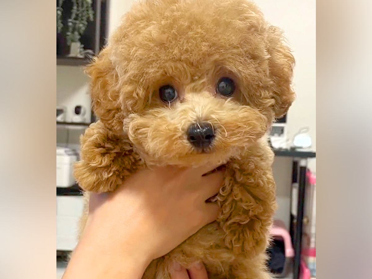 『両親も小さいので体重３キロ程度になる』と言われて飼った犬…想定とは違った『まさかの現在』が43万再生「我が家も同じｗ」「幸せな証拠」