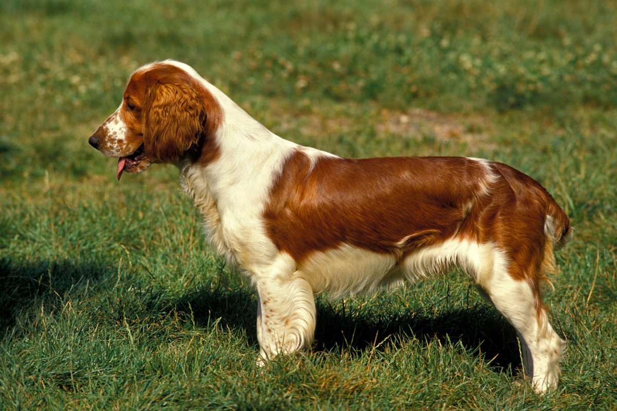 【獣医師監修】ウェルシュ・スプリンガー・スパニエルってどんな犬種？特徴と性格や飼い方・価格相場まで解説