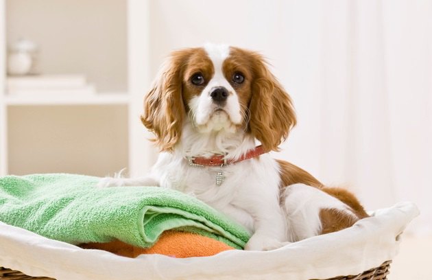 せっかく洗ったのに…犬が洗濯物の上でゴロゴロする心理