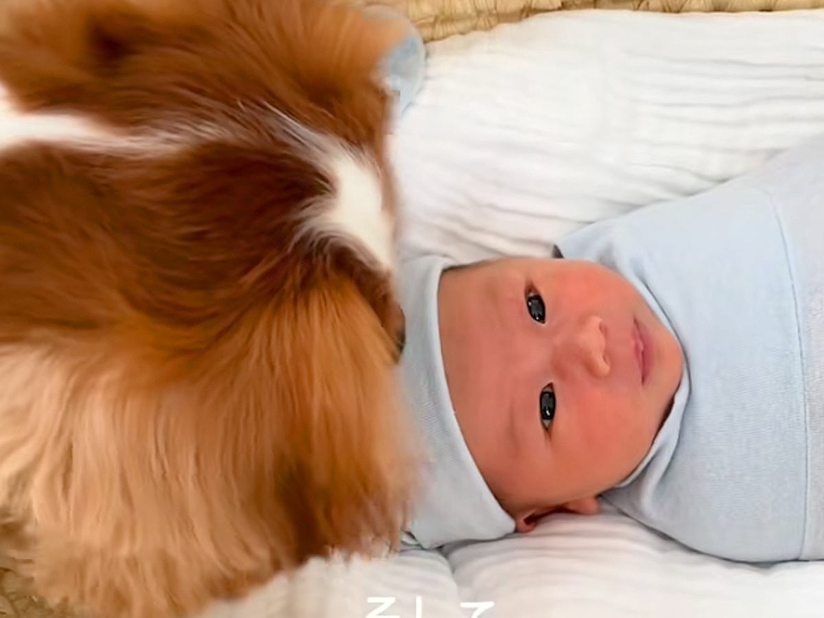 ママが妊娠している時から家にいた犬→ついに赤ちゃんが生まれてきて…愛にあふれた『素敵なストーリー』に思わず感動「癒された」「映画作れる」