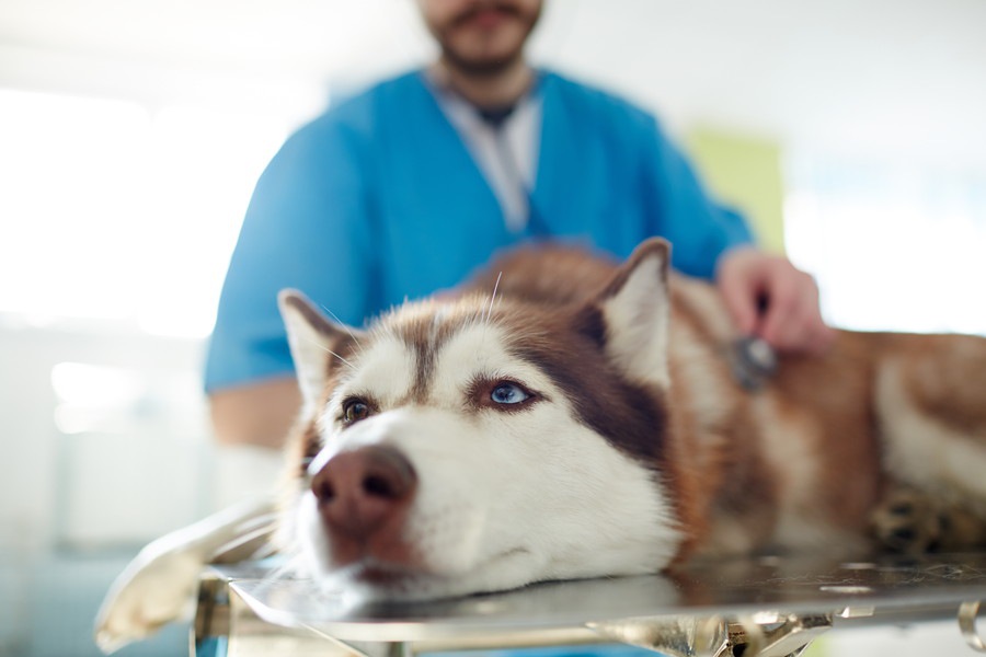 大型犬がかかりやすい３つの病気！症状から予防法まで