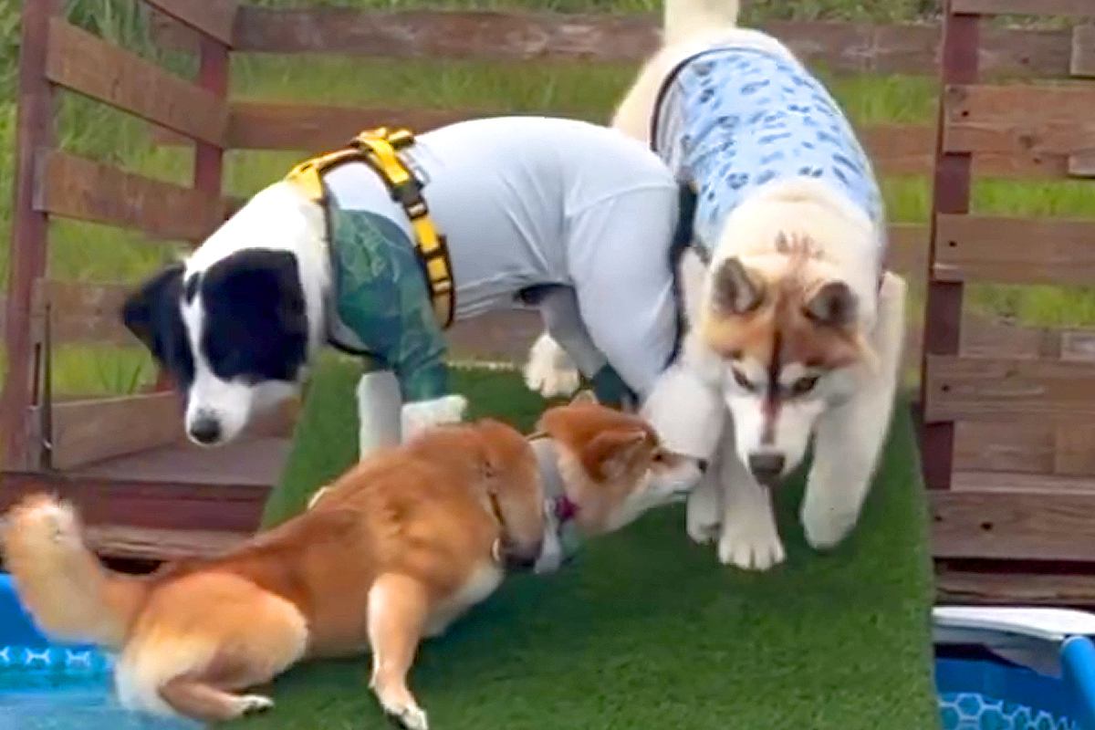 プールに来た犬たち→水の中をのぞき込んでいたら、足をすべらせて…コントのような『顔面ダイブ』が94万再生「必死で草」「笑いの神降りてる」