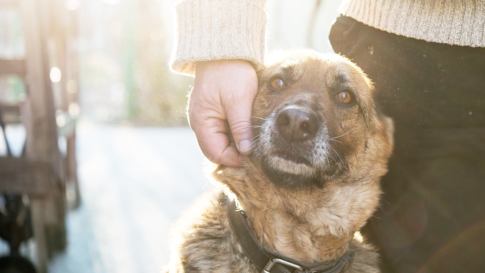 私が考える『真の愛犬家』とは