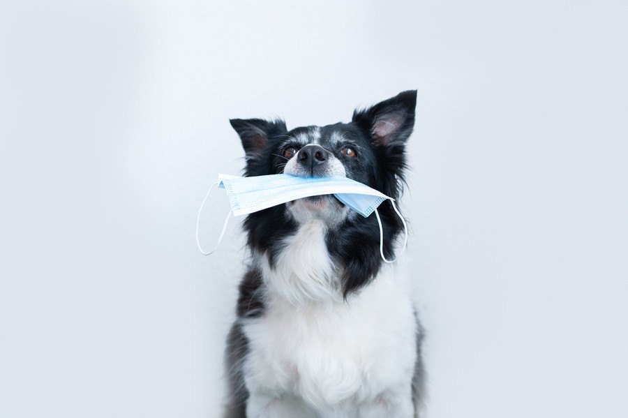 犬がマスクを誤飲するトラブル多発中！食べてしまったときの適切な対処法とは