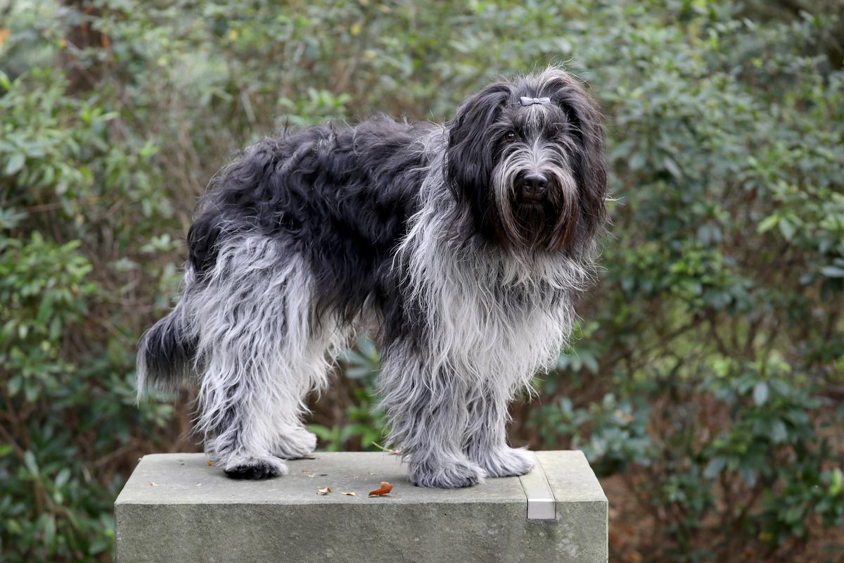【獣医師監修】ダッチ・シャペンドースってどんな犬種？特徴と性格や飼い方・価格相場まで解説